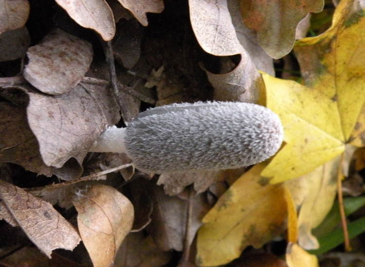 Coprinus cfr lagopus